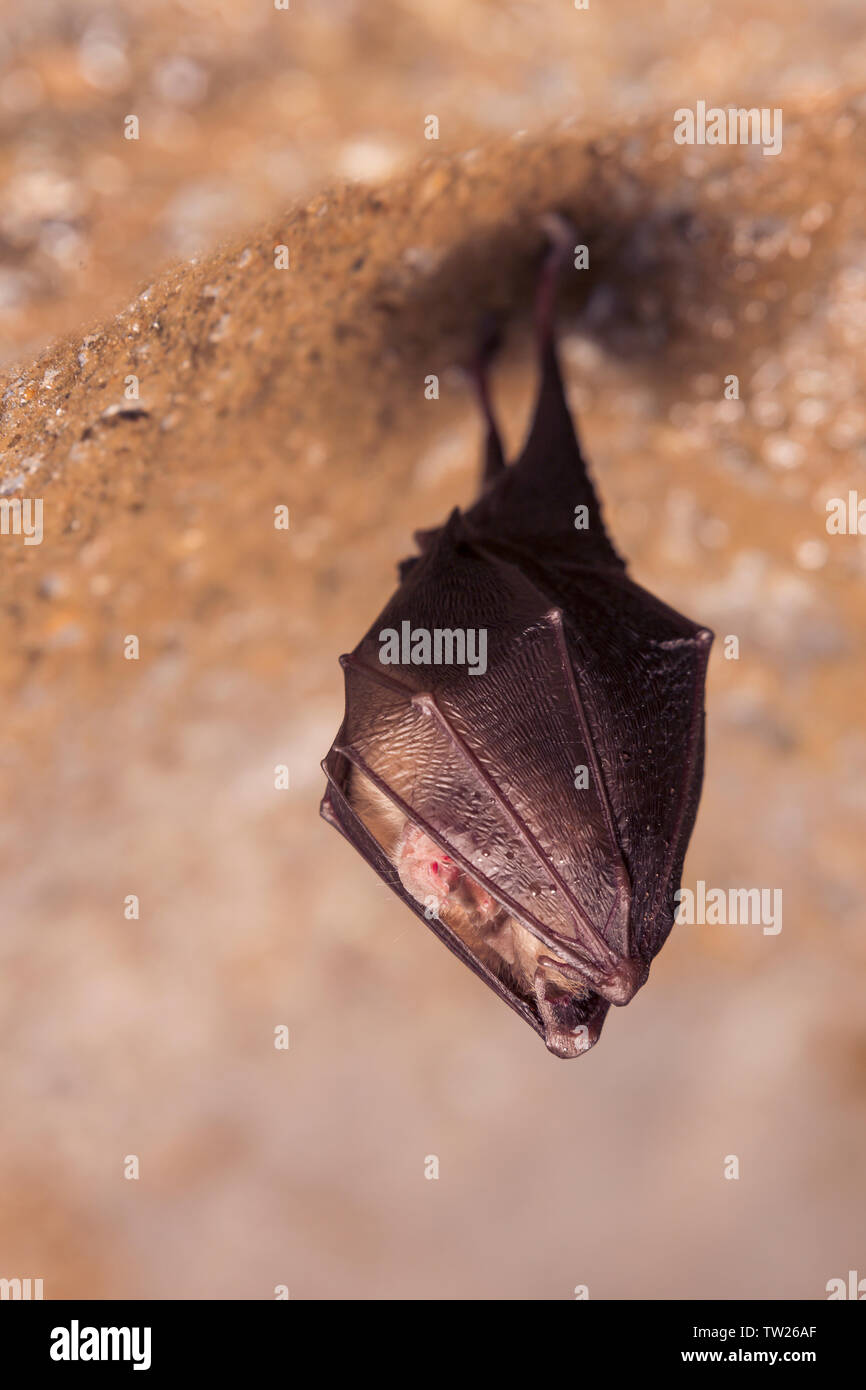 Close up small sleeping horseshoe bat covered by wings, hanging upside ...
