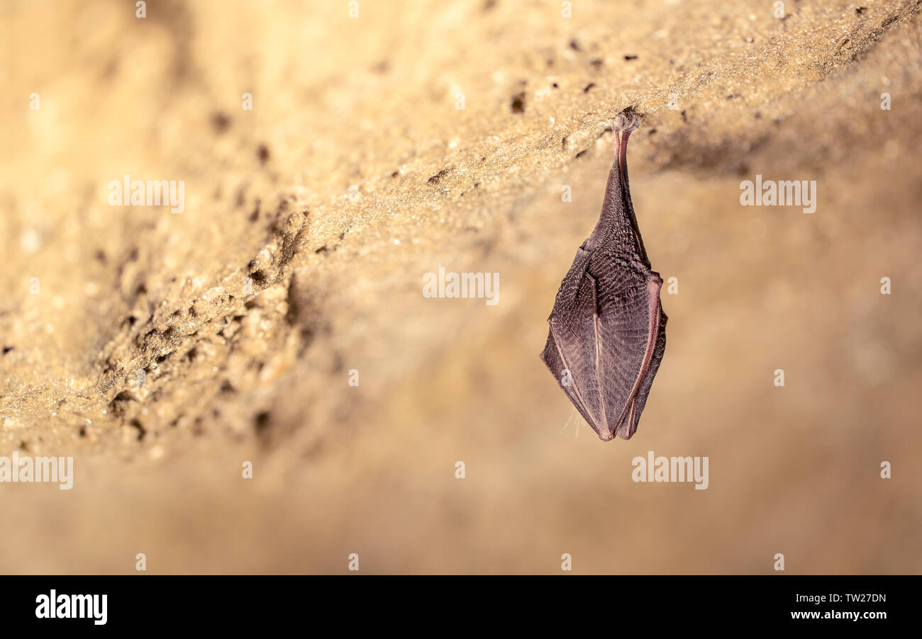Close up small sleeping horseshoe bat covered by wings, hanging upside down on top of cold natural rock cave while hibernating. Creative wildlife Stock Photo