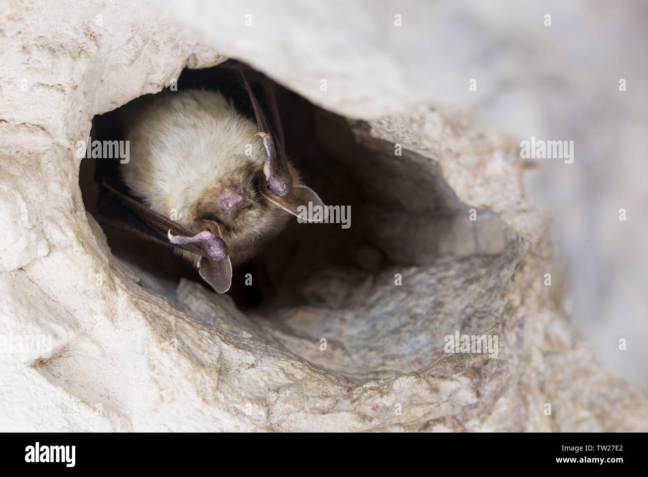 Close up strange animal Greater mouse-eared bat Myotis myotis hanging upside down in the hole of the cave and hibernating. Wildlife photography. Stock Photo