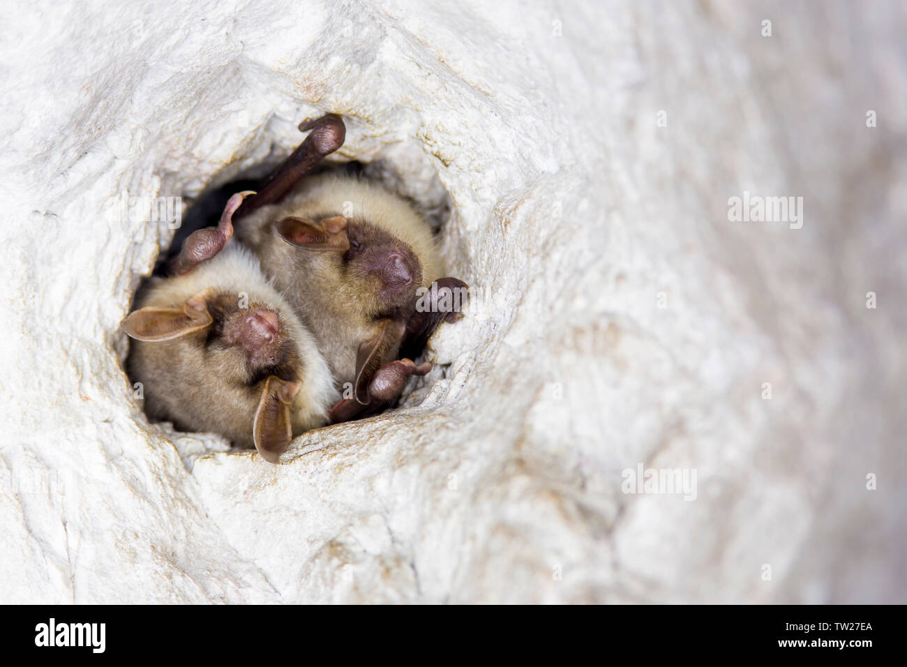 Close up two strange animals Greater mouse-eared bats Myotis myotis hanging upside down in the hole of the cave and hibernating. Wildlife photography. Stock Photo