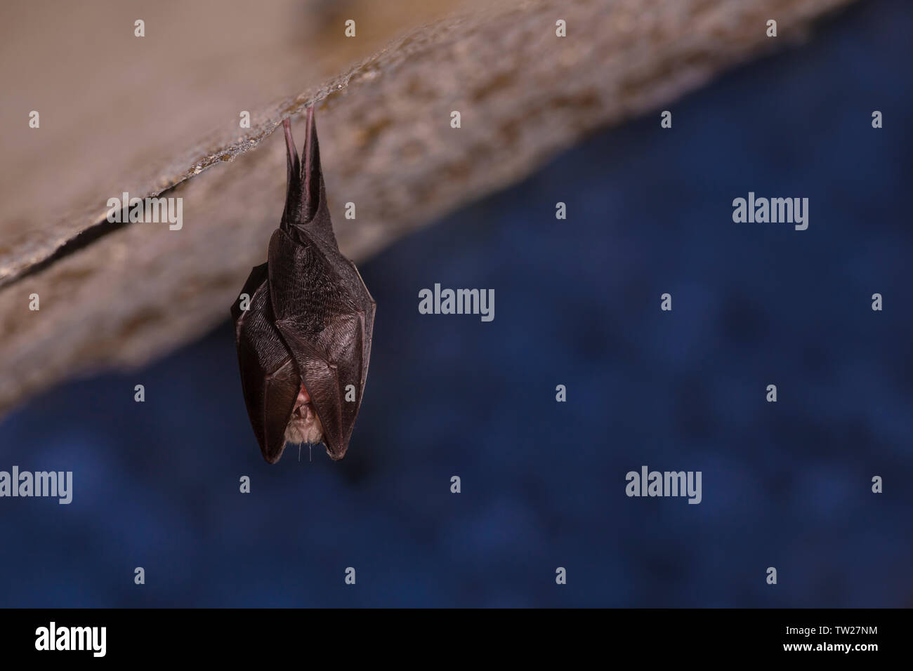 Close up small sleeping horseshoe bat covered by wings, hanging upside down on top of cold natural rock cave while hibernating. Blurry background. Stock Photo