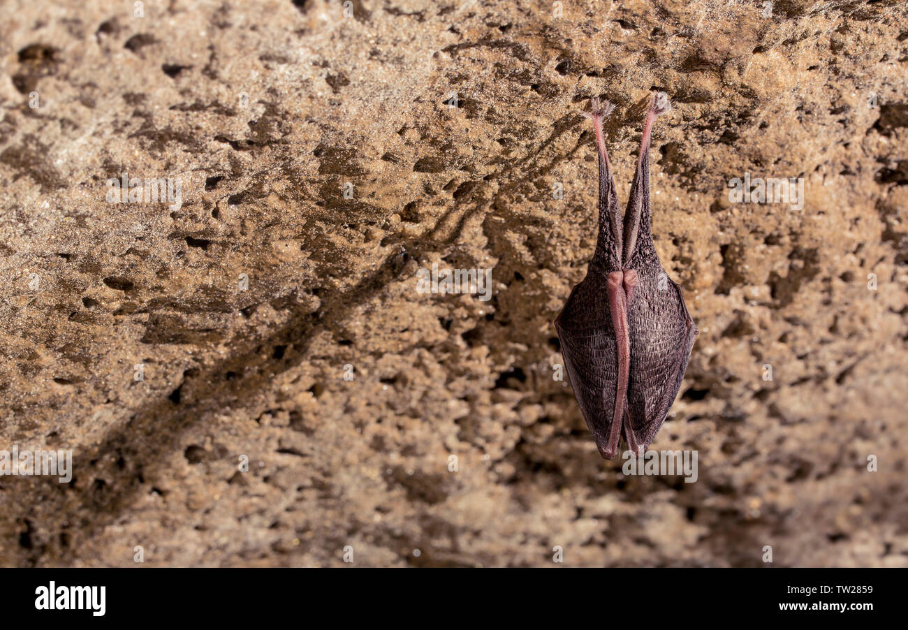 Close up small sleeping horseshoe bat covered by wings, hanging upside down on top of cold natural rock cave while hibernating. Creative wildlife Stock Photo