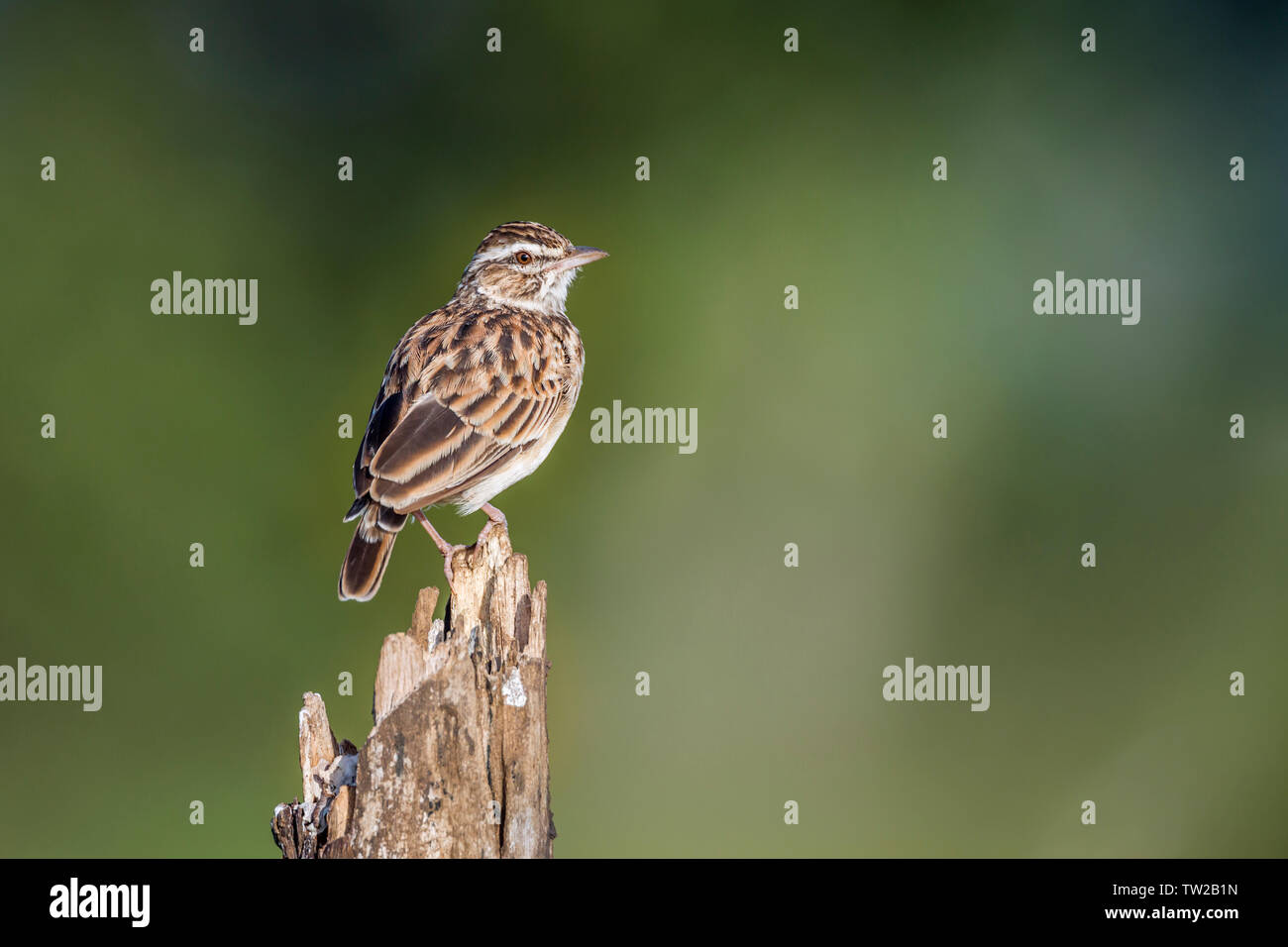 Striped Pipit perched isolated in blur background in Kruger National park, South Africa ; Specie Anthus lineiventris family of Motacillidae Stock Photo