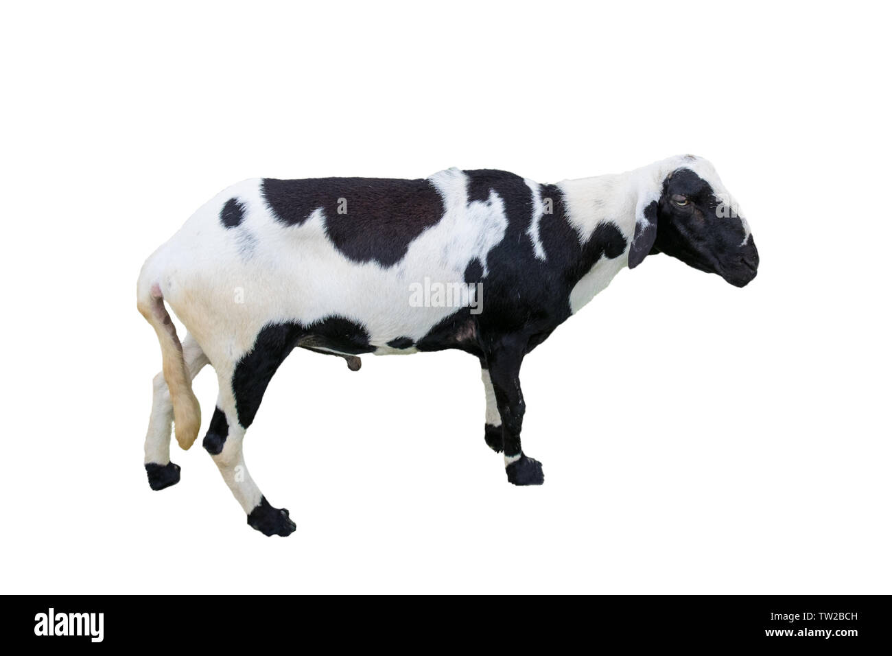 Young sheep black white,isolated on background Stock Photo