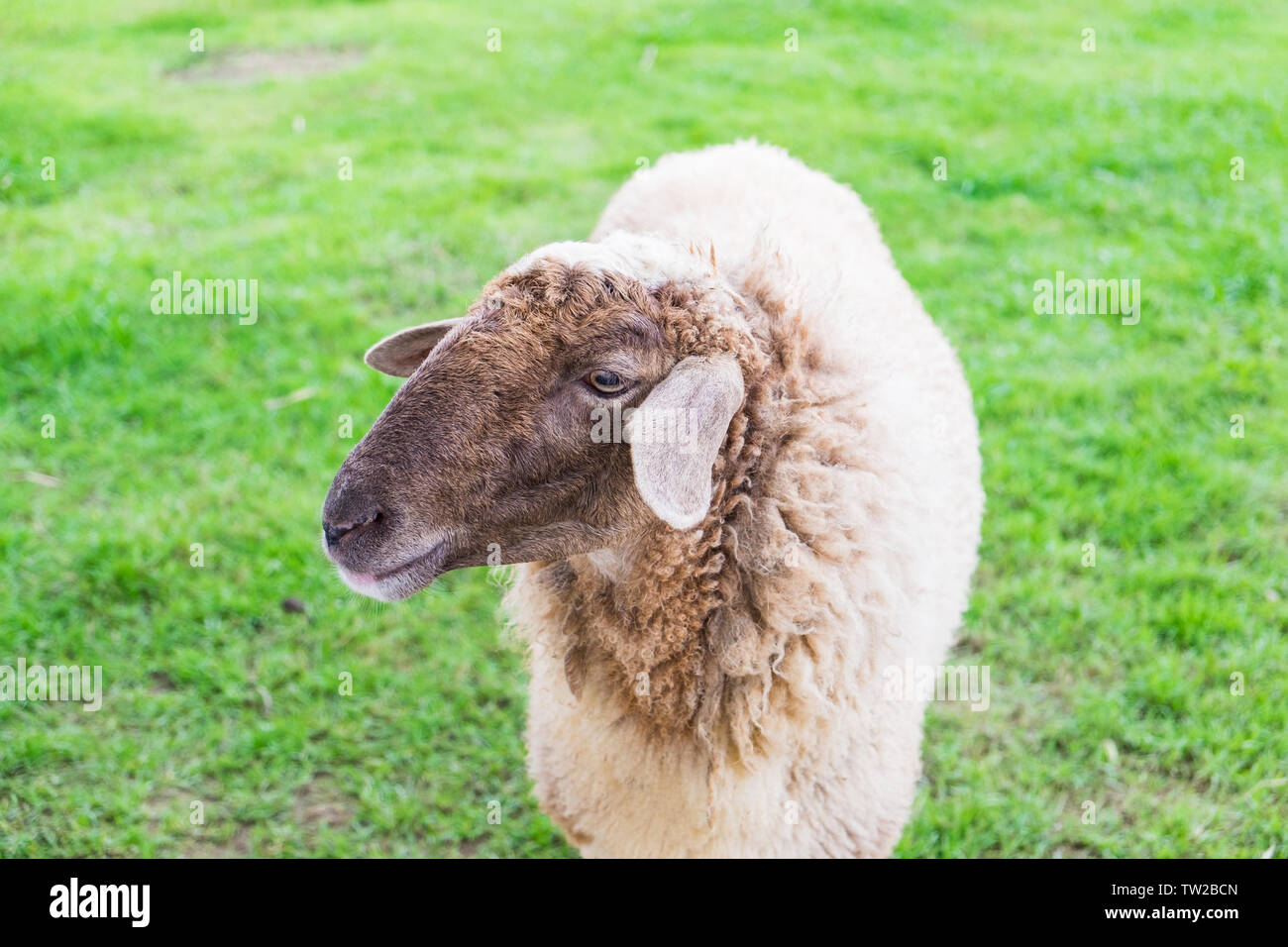 Shaggy sheep on field farm Stock Photo