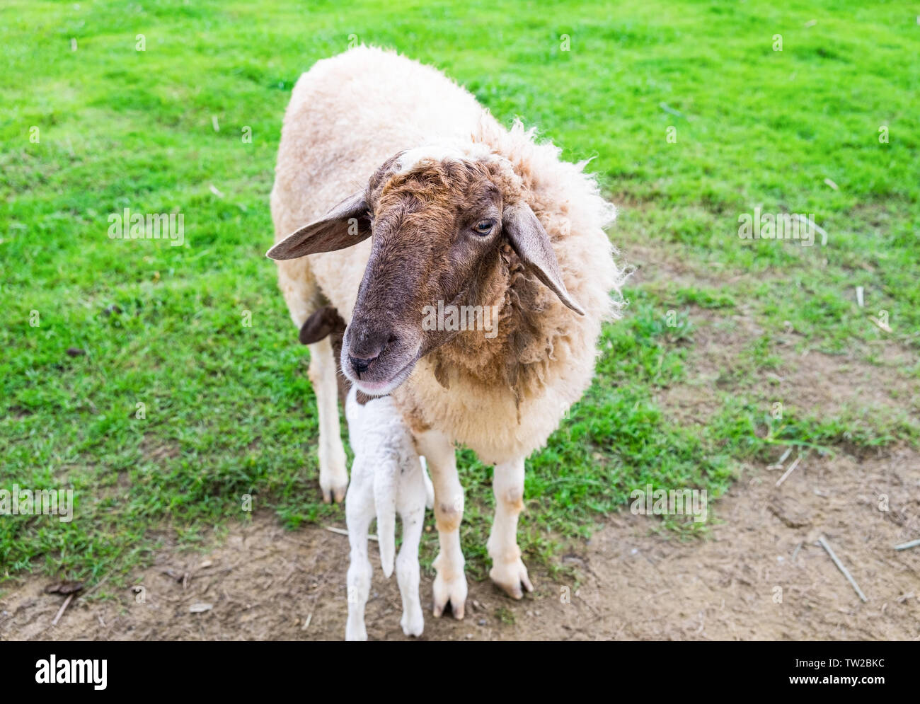 Shaggy sheep and baby on field farm Stock Photo