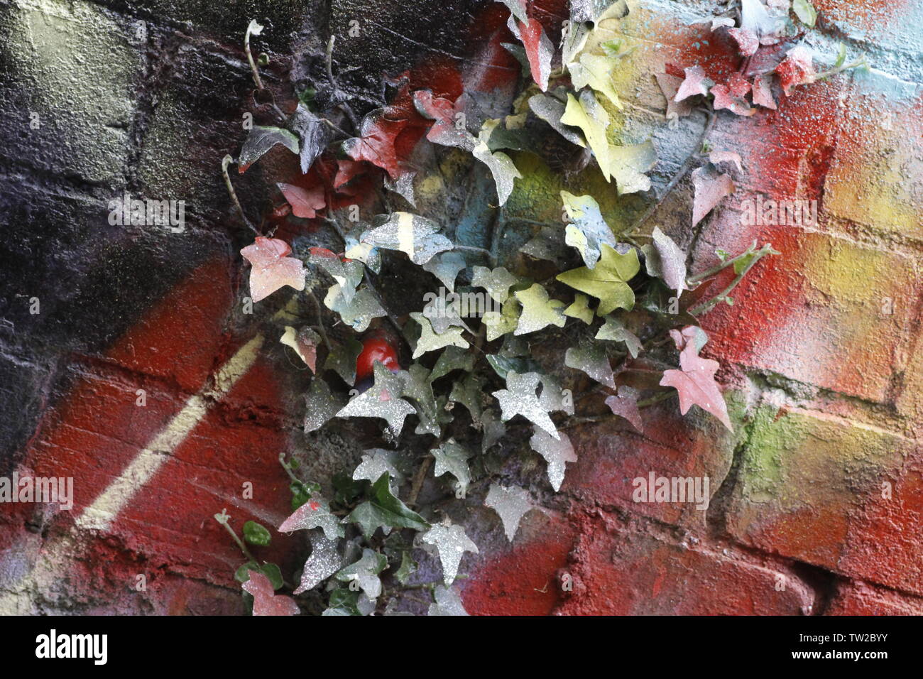 colour image showing a brick wall that has ivy leaves growing over it that has been sprayed with graffiti paint Stock Photo