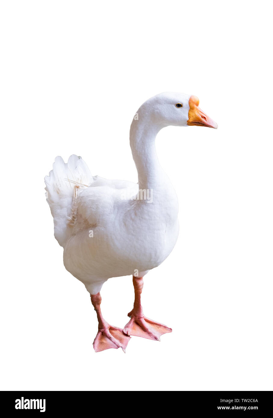 Big white goose looking sideway,isolated on background Stock Photo
