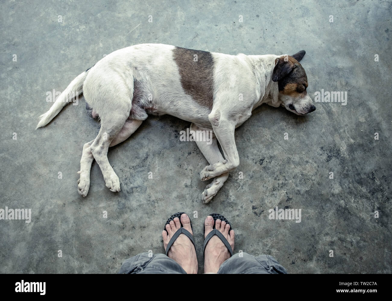 Person sleep on bed pet sleep floor hires stock photography and images