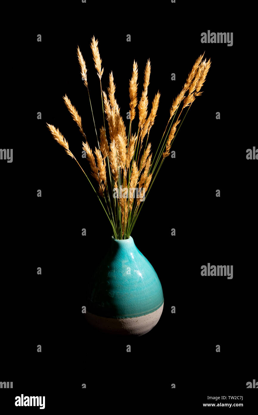 Wild grasses with golden seed heads in a teal blue ceramic vase against a black background. Stock Photo