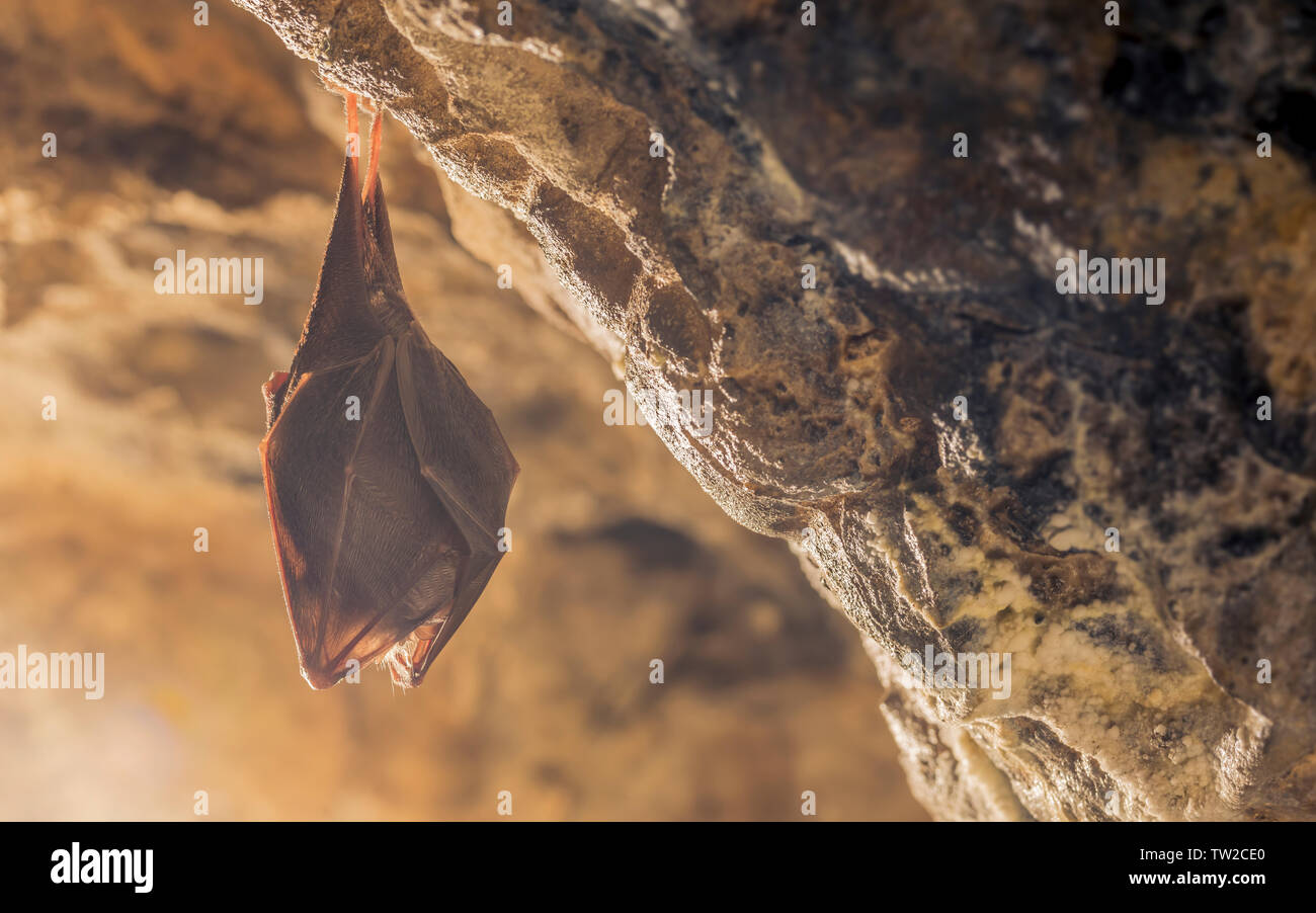 Close up small sleeping horseshoe bat covered by wings, hanging upside ...