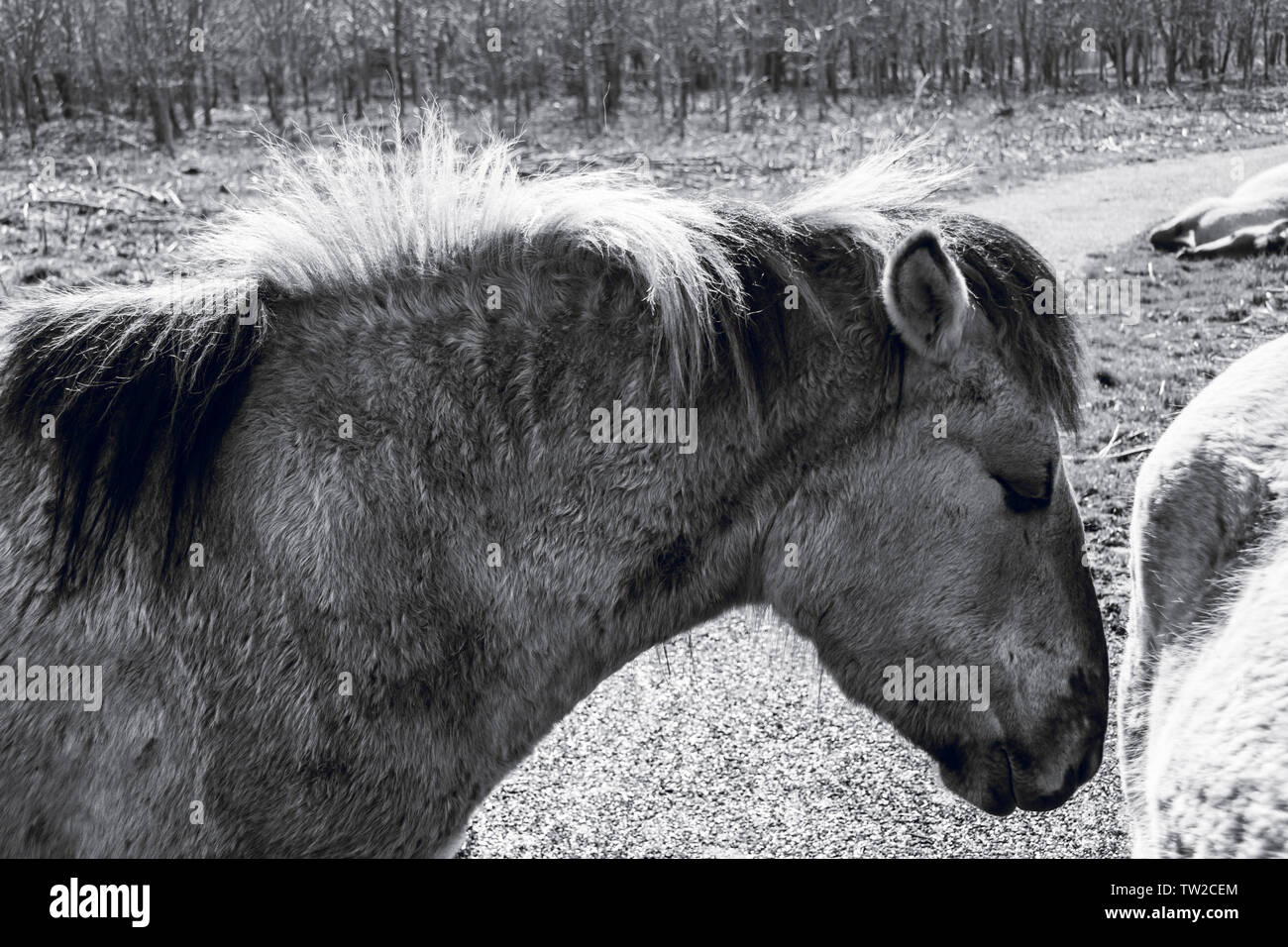 A white hairy body hi-res stock photography and images - Alamy