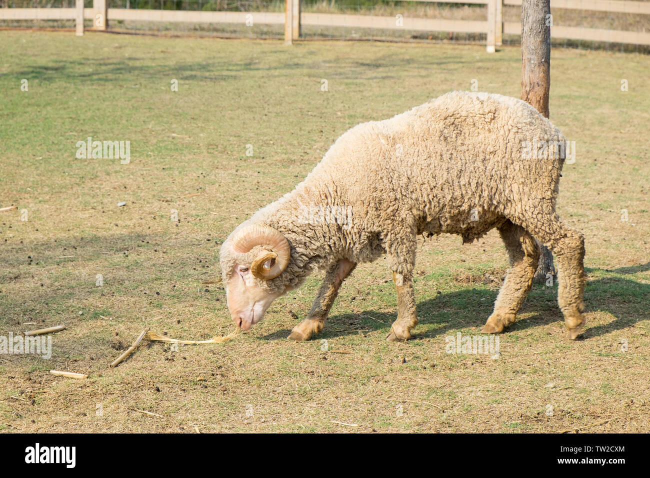 Sheep roll horn walking in farm Stock Photo Alamy