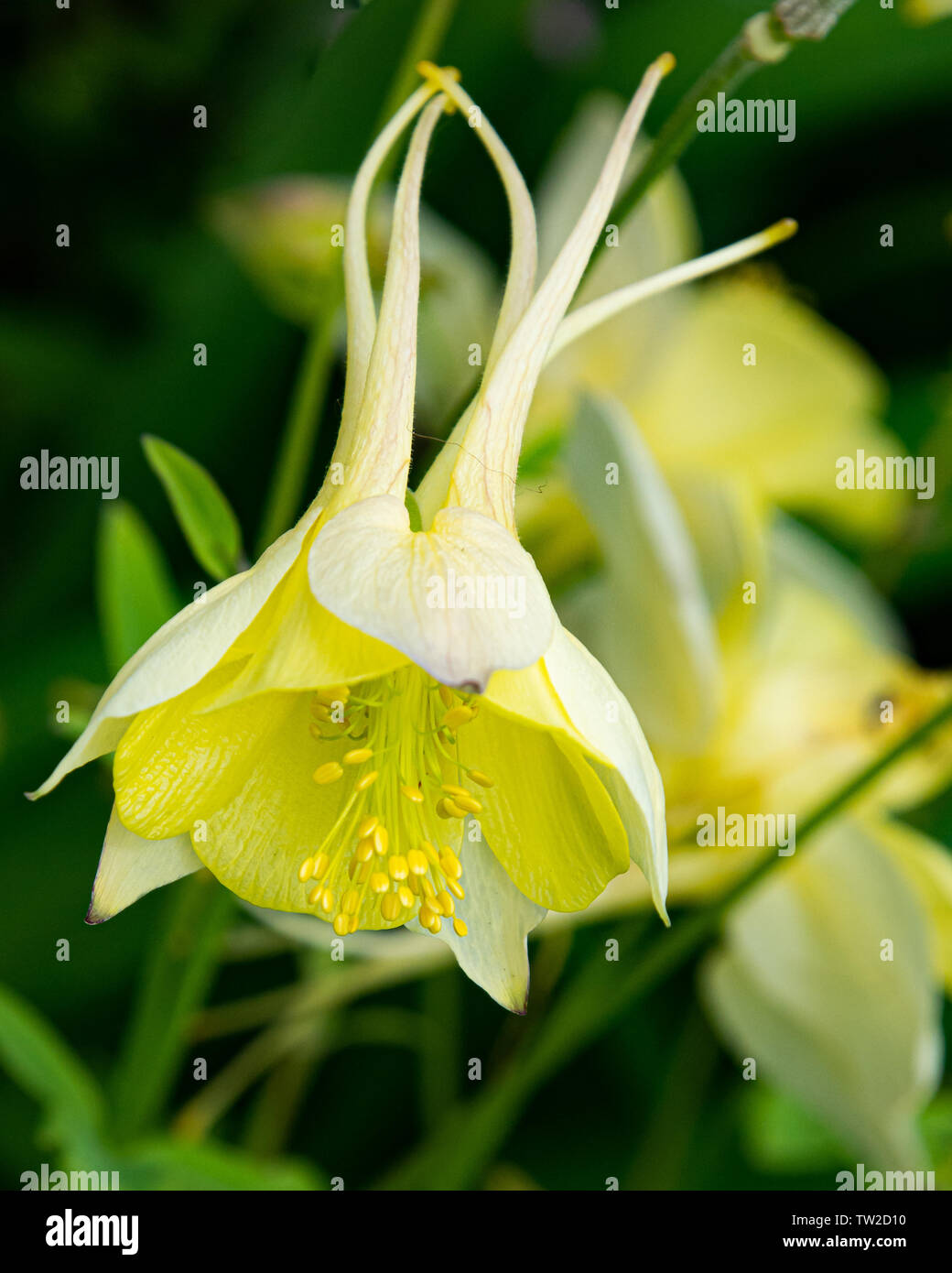 A bright colorful yellow Columbine flower, Aquilegia, growing in the garden. Stock Photo
