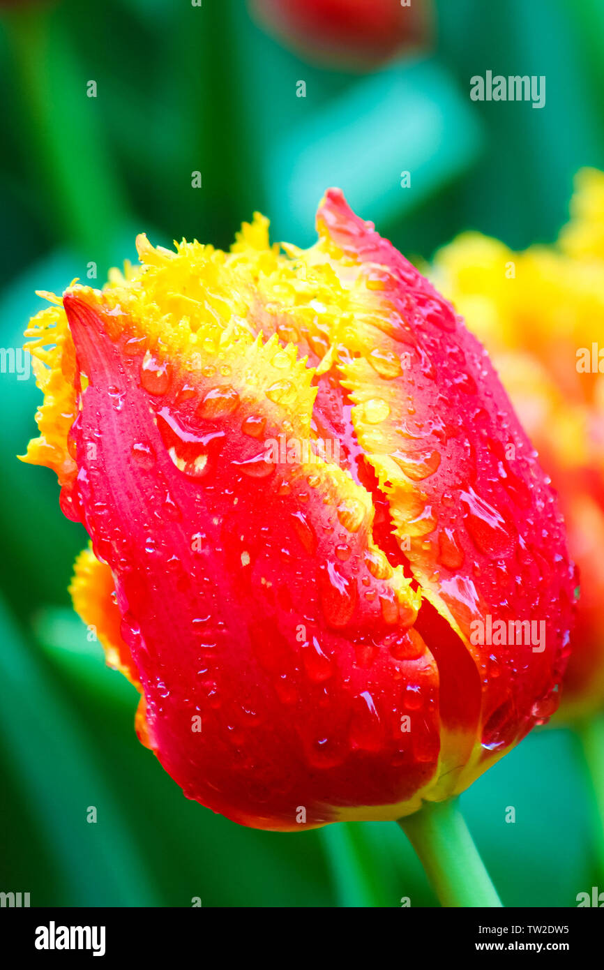 Amazing macro photography of red yellow tulip with rain drops. Blurred green leaves and other colorful tulips in background. Holland symbol, Netherlands concept. Macro nature, flowers. Stock Photo