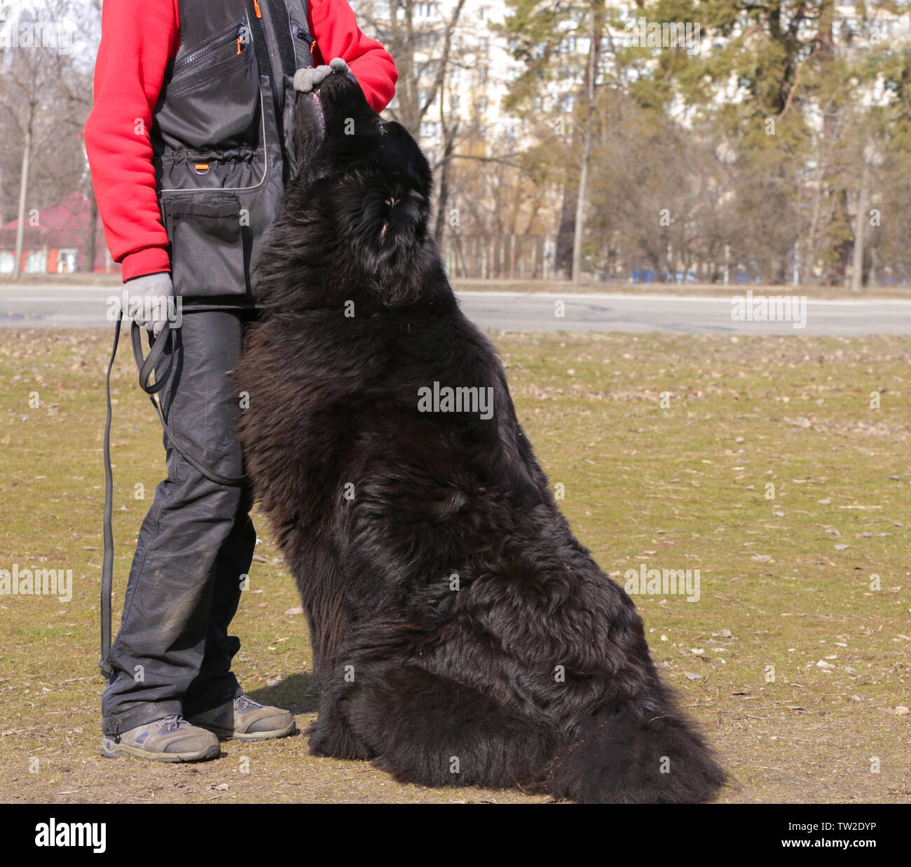 Dog specialist with Newfoundland outdoors Stock Photo