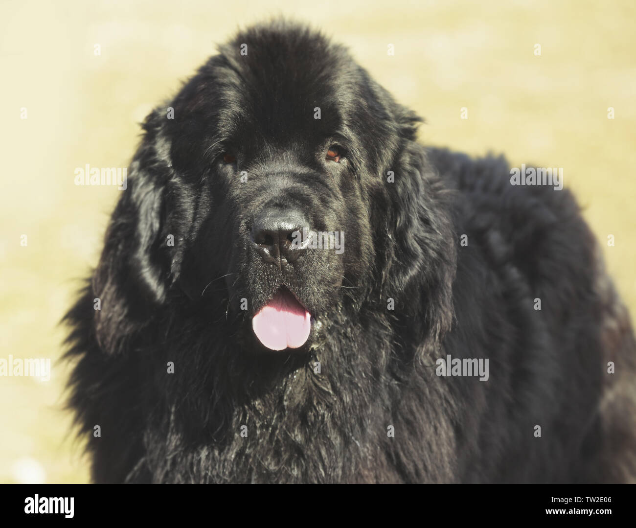 Dog specialist with Newfoundland outdoors Stock Photo