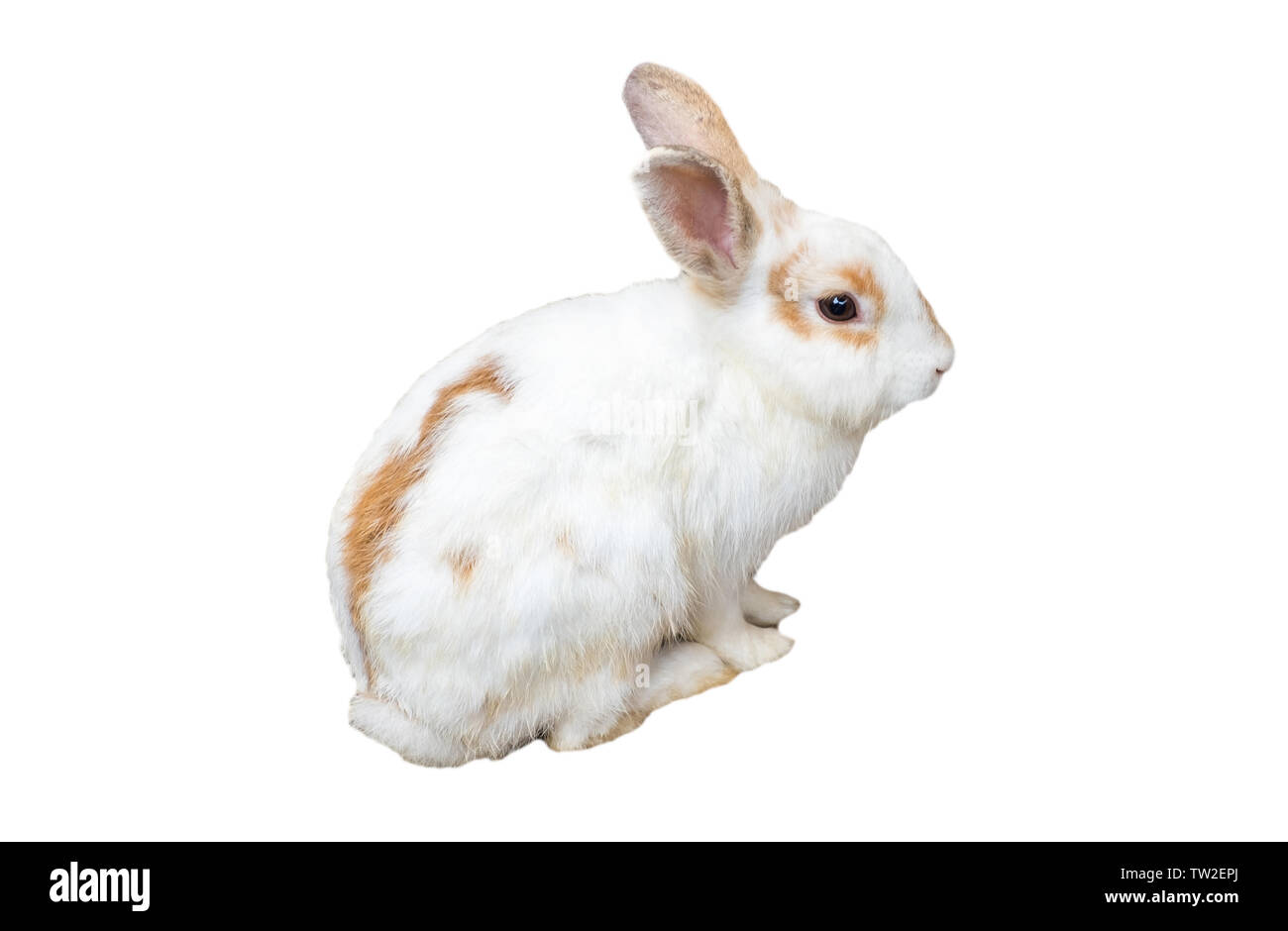 Baby rabbit white brown,isolated on background Stock Photo