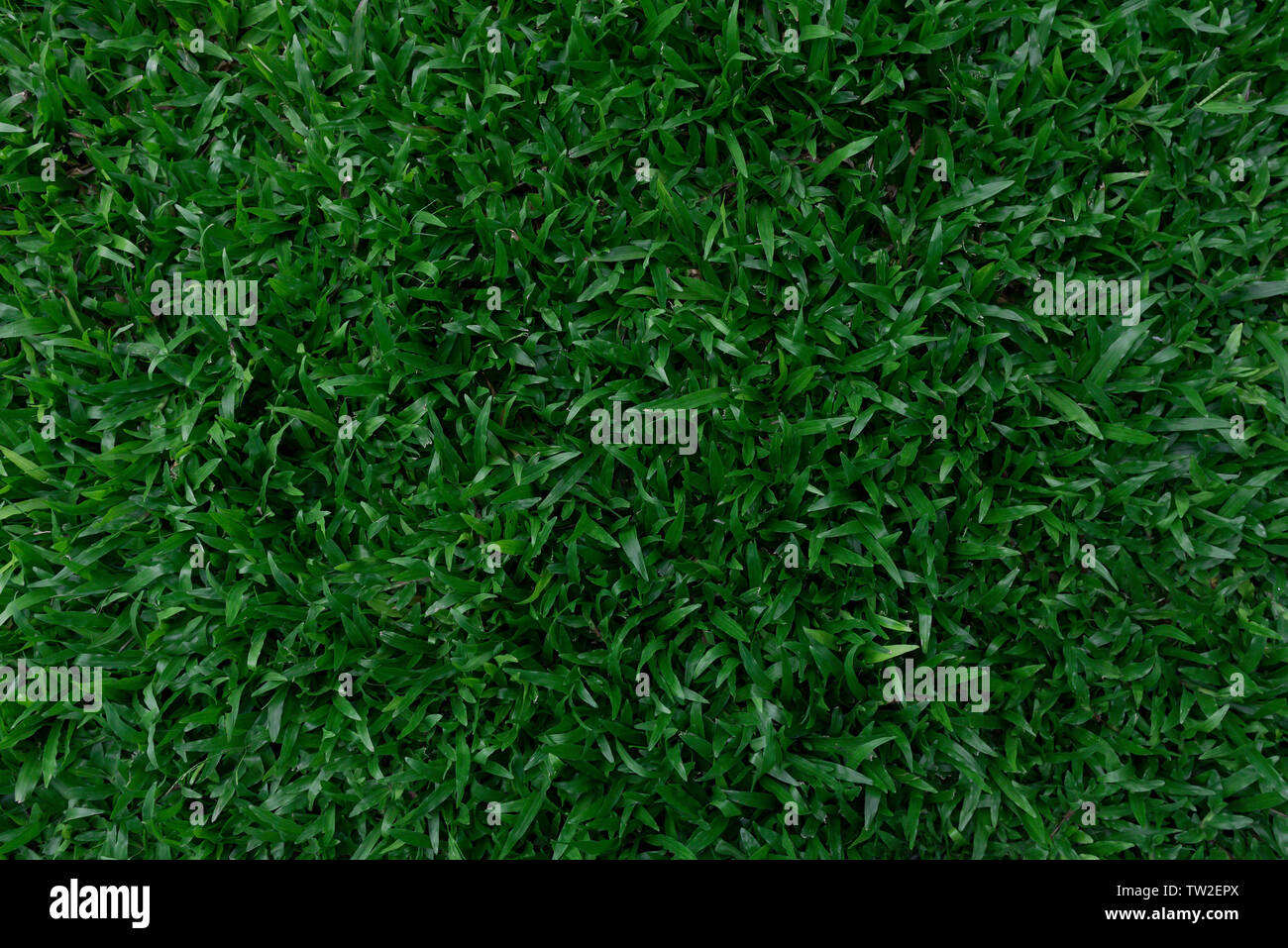 Dark green grass texture Stock Photo Alamy