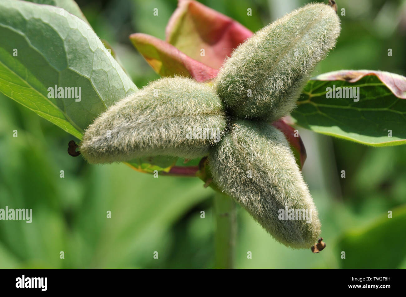 Peony Seed Pods with Popping Black Seeds Stock Photo - Image of garden,  botany: 231483466