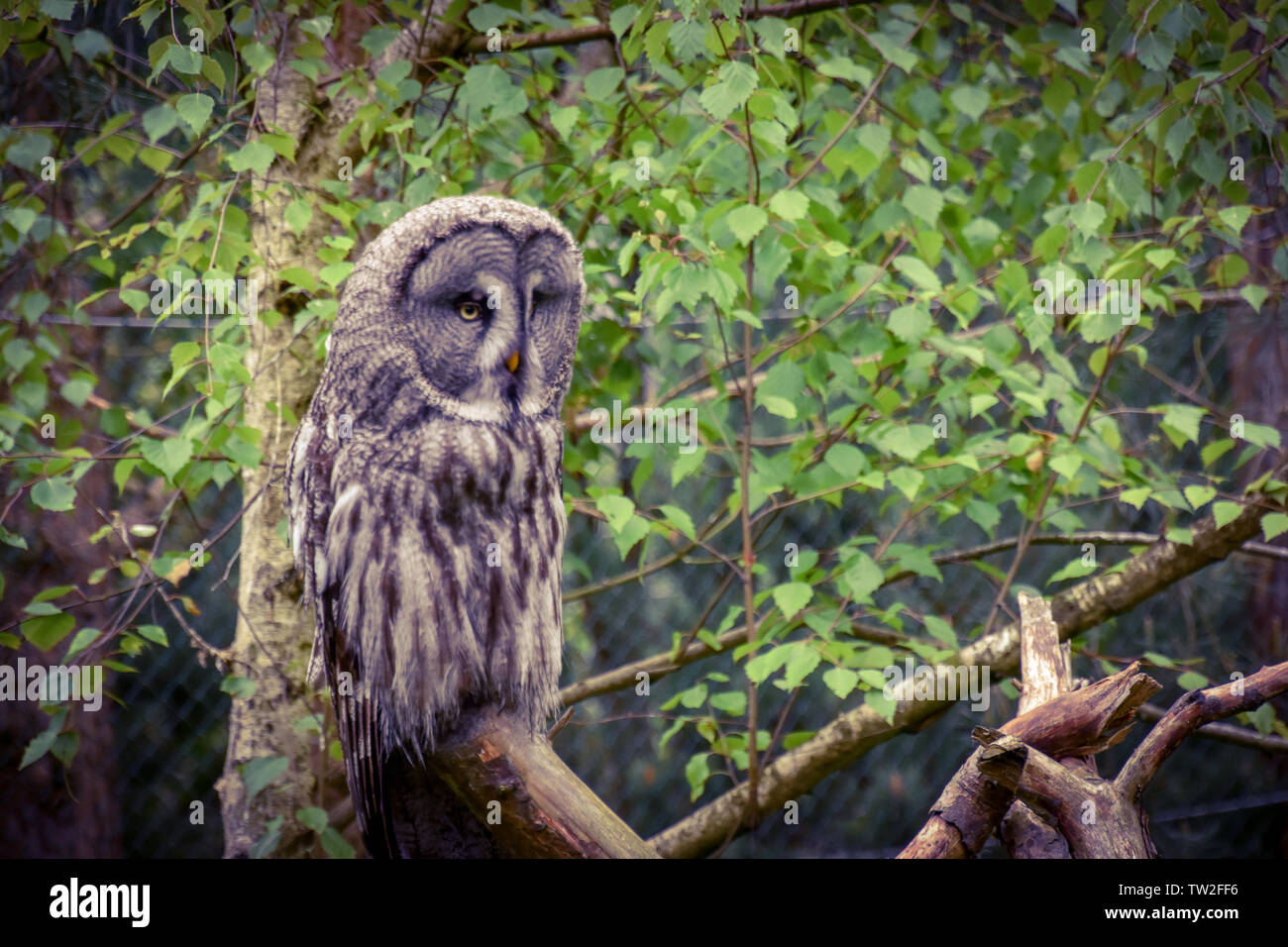 Bartkauze, Bartkäuze Schneeeule in freier Natur Stock Photo