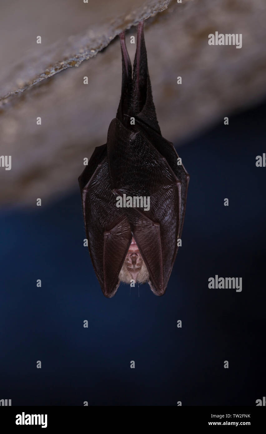Close up small sleeping horseshoe bat covered by wings, hanging upside down on top of cold natural rock cave while hibernating. Blurry background. Stock Photo