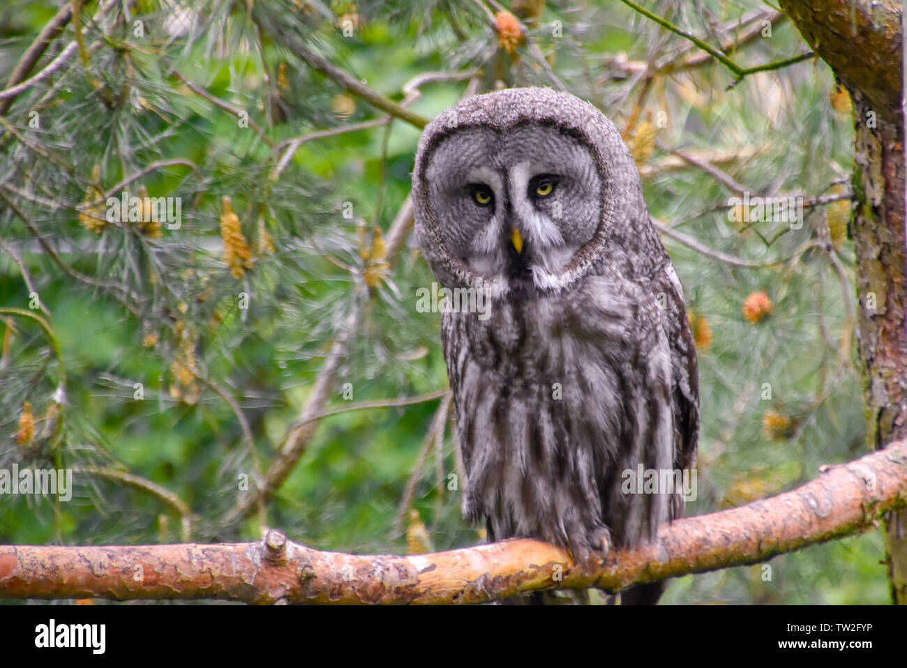 Bartkauze, Bartkäuze Schneeeule in freier Natur Stock Photo