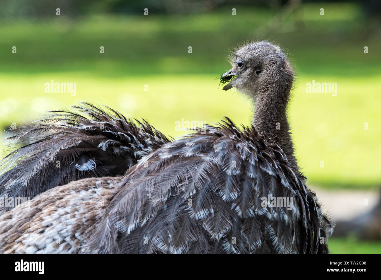 Lesser Rhea Wing Open Darwin's rhea, Rhea pennata also known as the lesser rhea. It is a ...