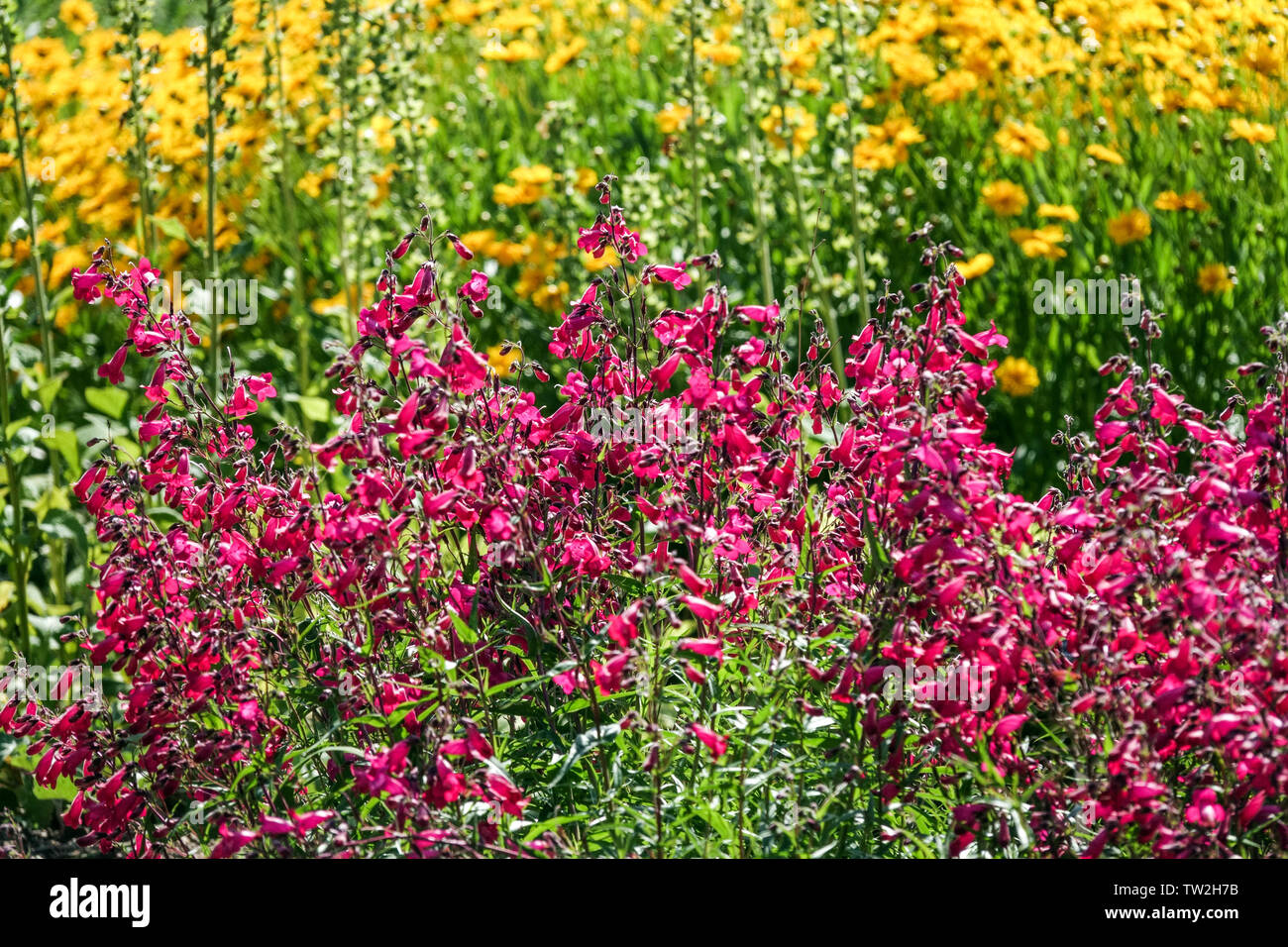 Beardtongue, Penstemon 'Garnet' in flower bed, Tickseed - Coreopsis Stock Photo