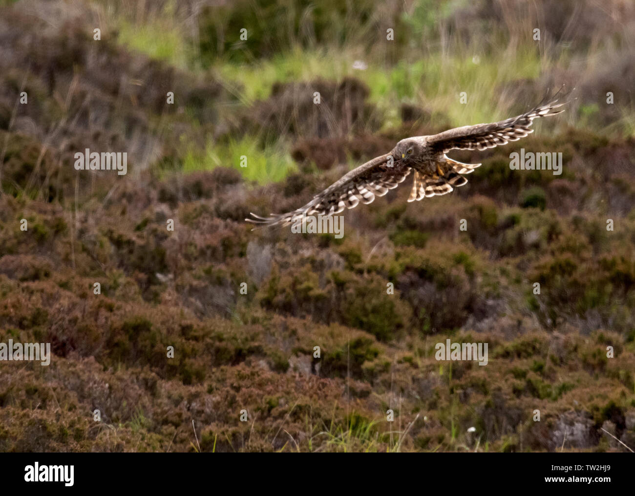 Female hen harrier hi-res stock photography and images - Alamy