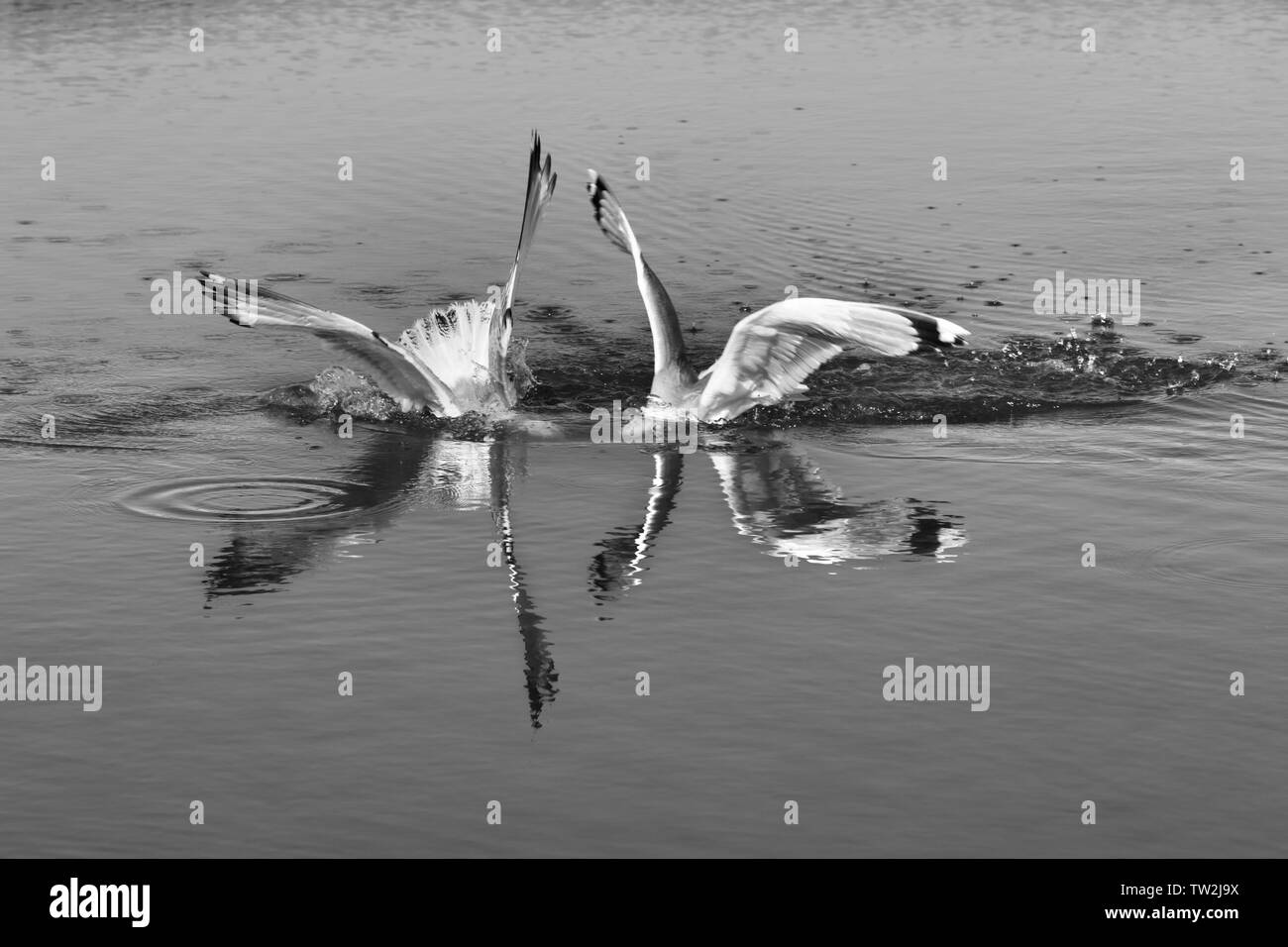 Two seagulls fighting for fish with head underwater at sunny summer day. Black and white toned image. Stock Photo