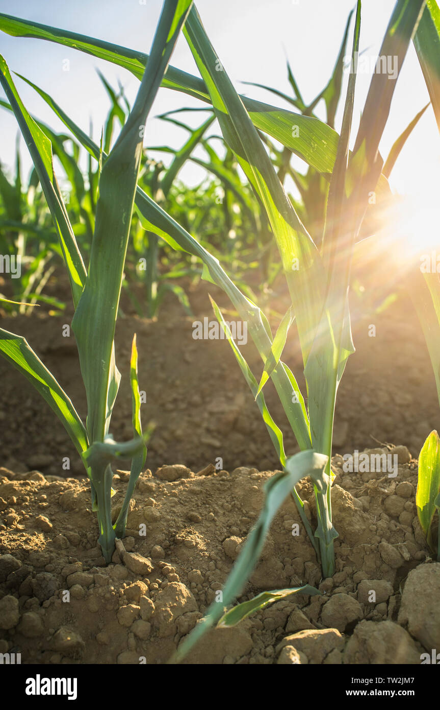 Field of young corn damaged by extreme heat. Strong sunrays on the left