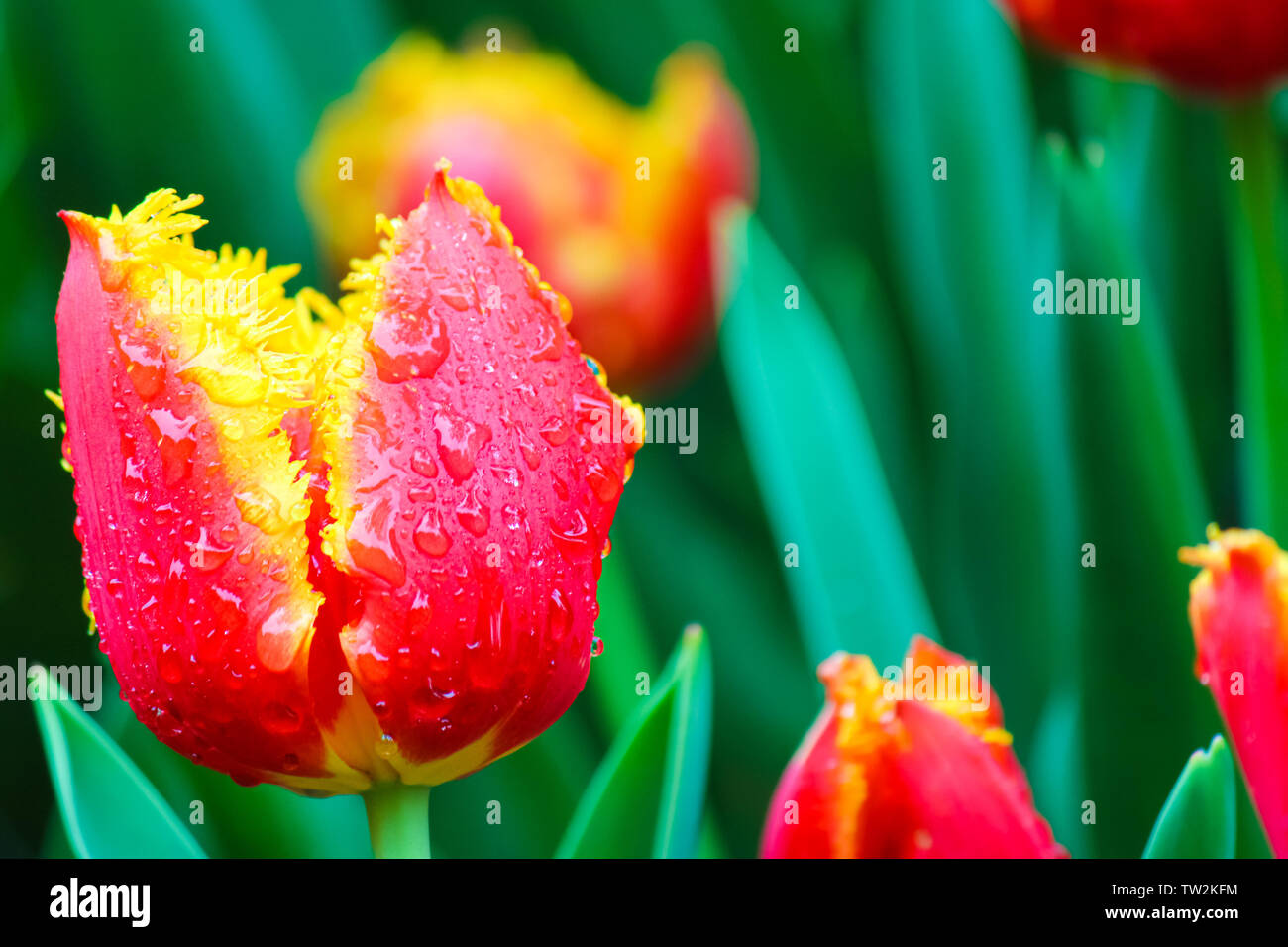 Marvelous macro picture of red yellow tulip with drops of morning dew. Blurred green background. Dutch symbol, Netherlands tulips, macro nature, macro flowers. Beautiful background. Stock Photo
