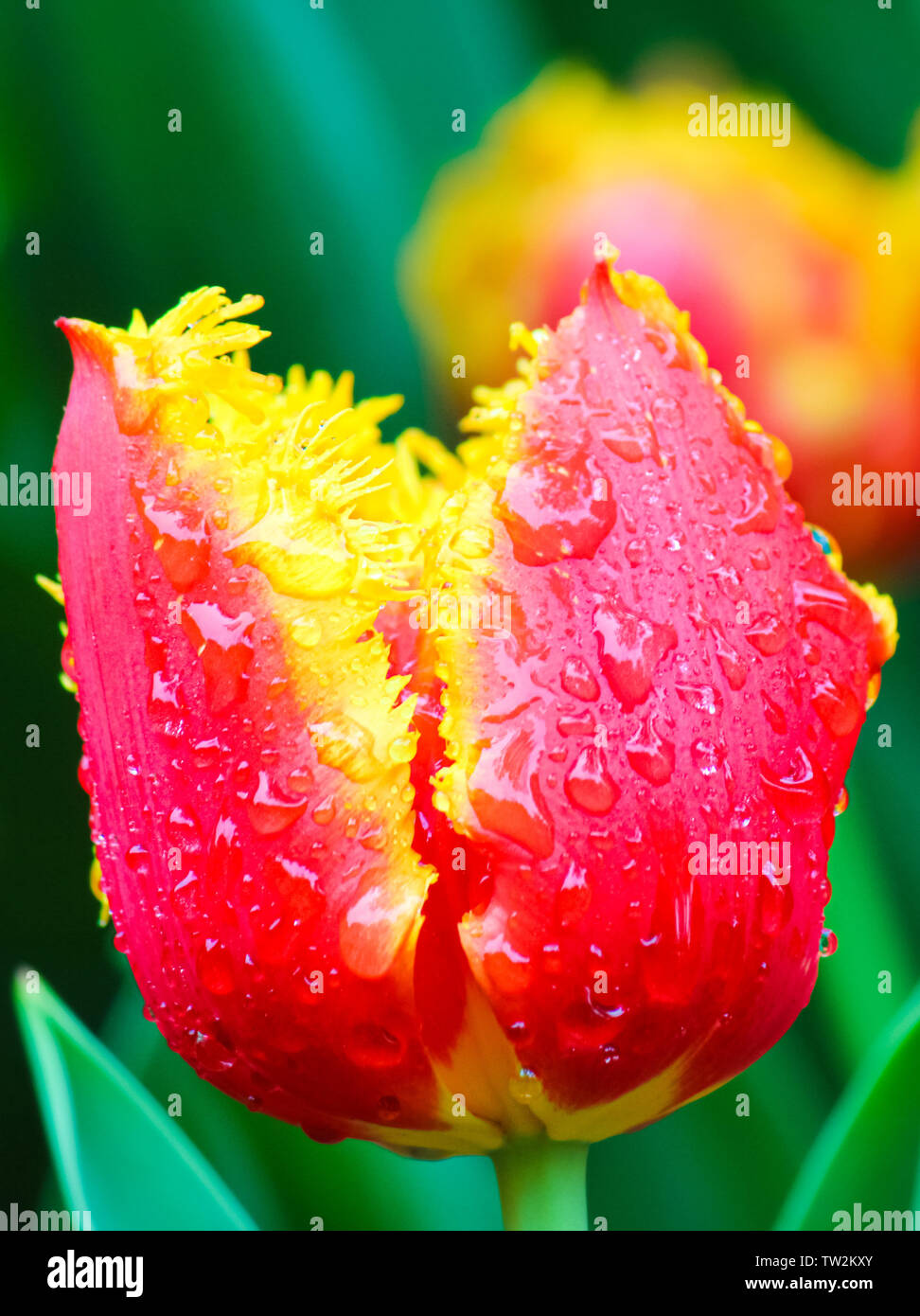 Awesome detail of red yellow tulip flower with rain drops on petals. Blurred green background. Typical flowers for Netherlands. Macro flowers, macro nature. Amazing nature. Stock Photo