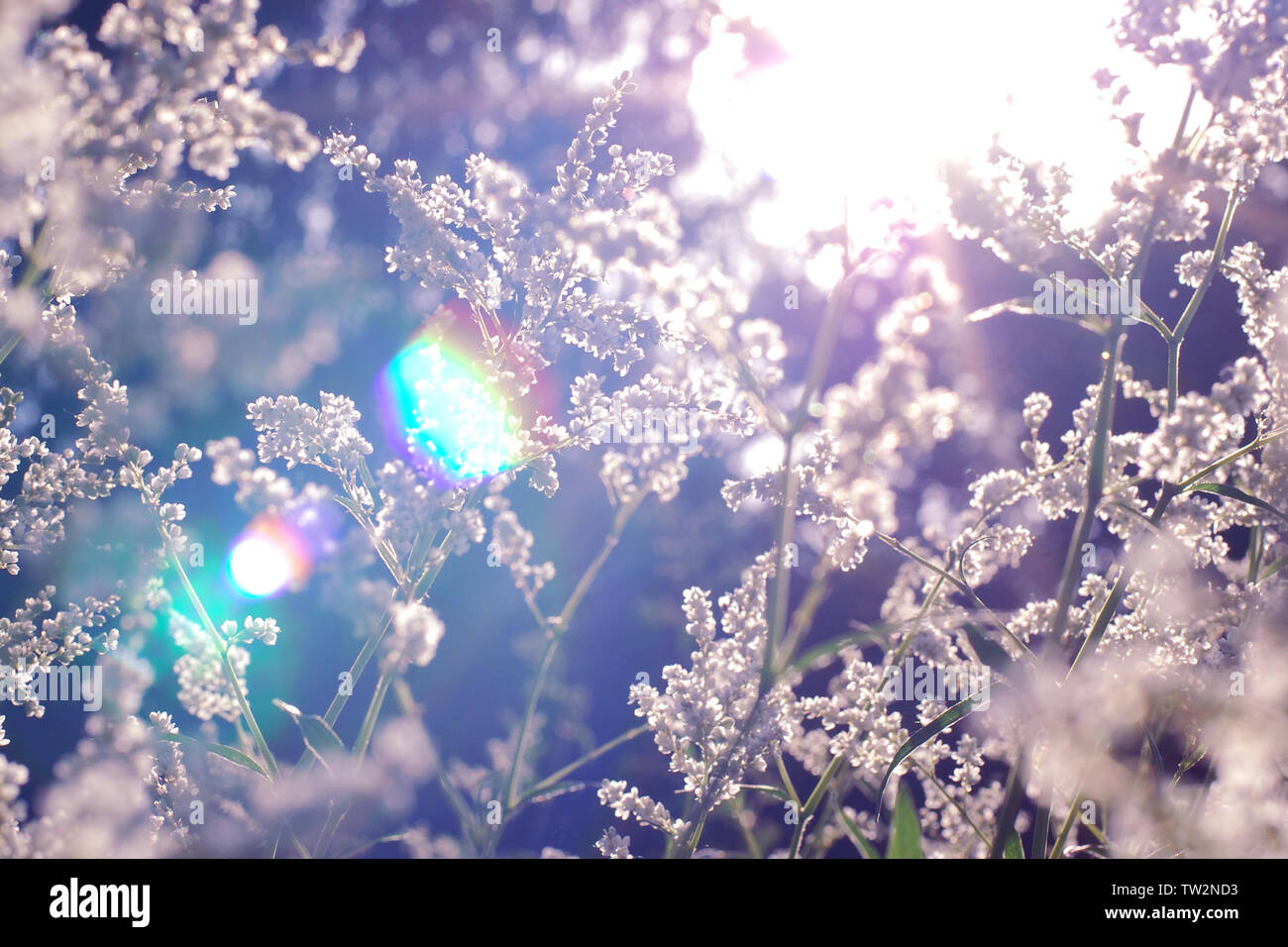 Sunbeams in graceful field grass and plants at sunset, blurred defocused background Stock Photo