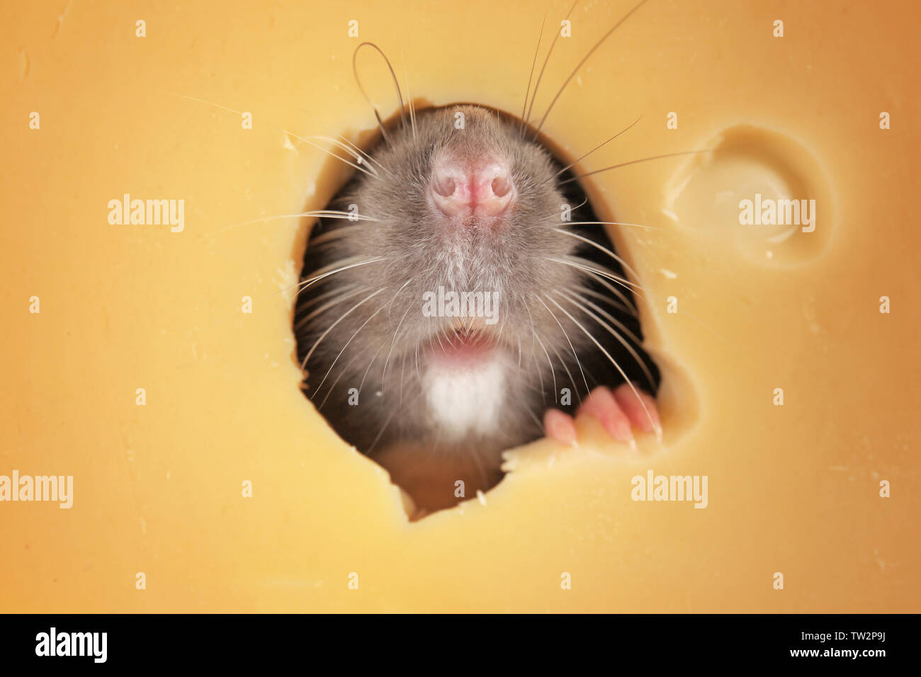Funny rats hi-res stock photography and images - Alamy Funny rats hi-res stock photography and images - Alamy