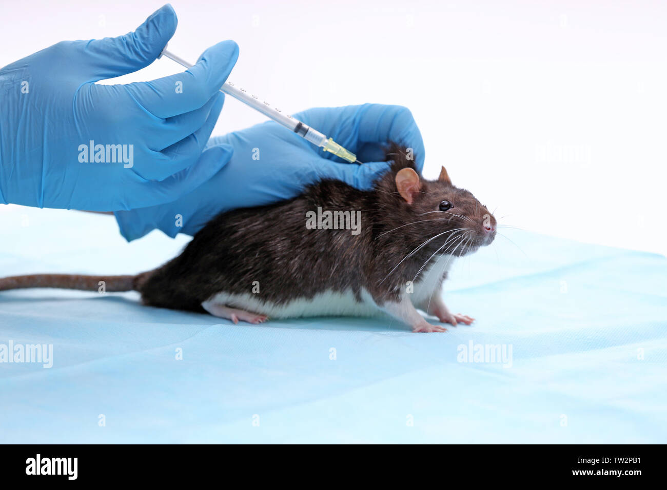 Как сделать укол крысе. Как сделать укол крысе. Внутримышечный укол крысе. Лабораторные животные. Как сделать укол крысе.