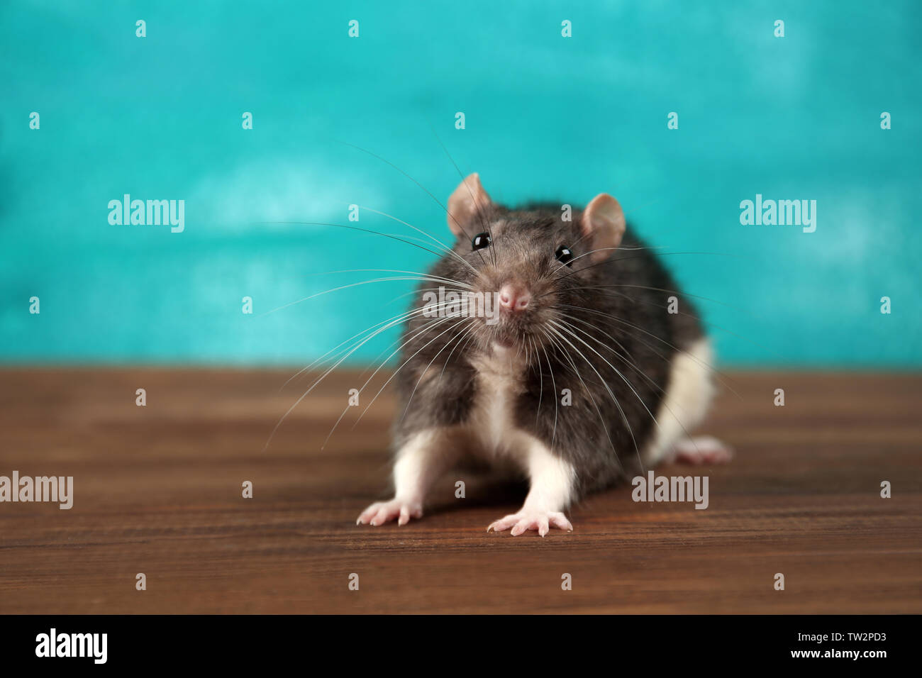 Cute Funny Rat On Wooden Table Against Color Background Stock Photo Alamy Cute Funny Rat On Wooden Table Against Color Background Stock Photo Alamy