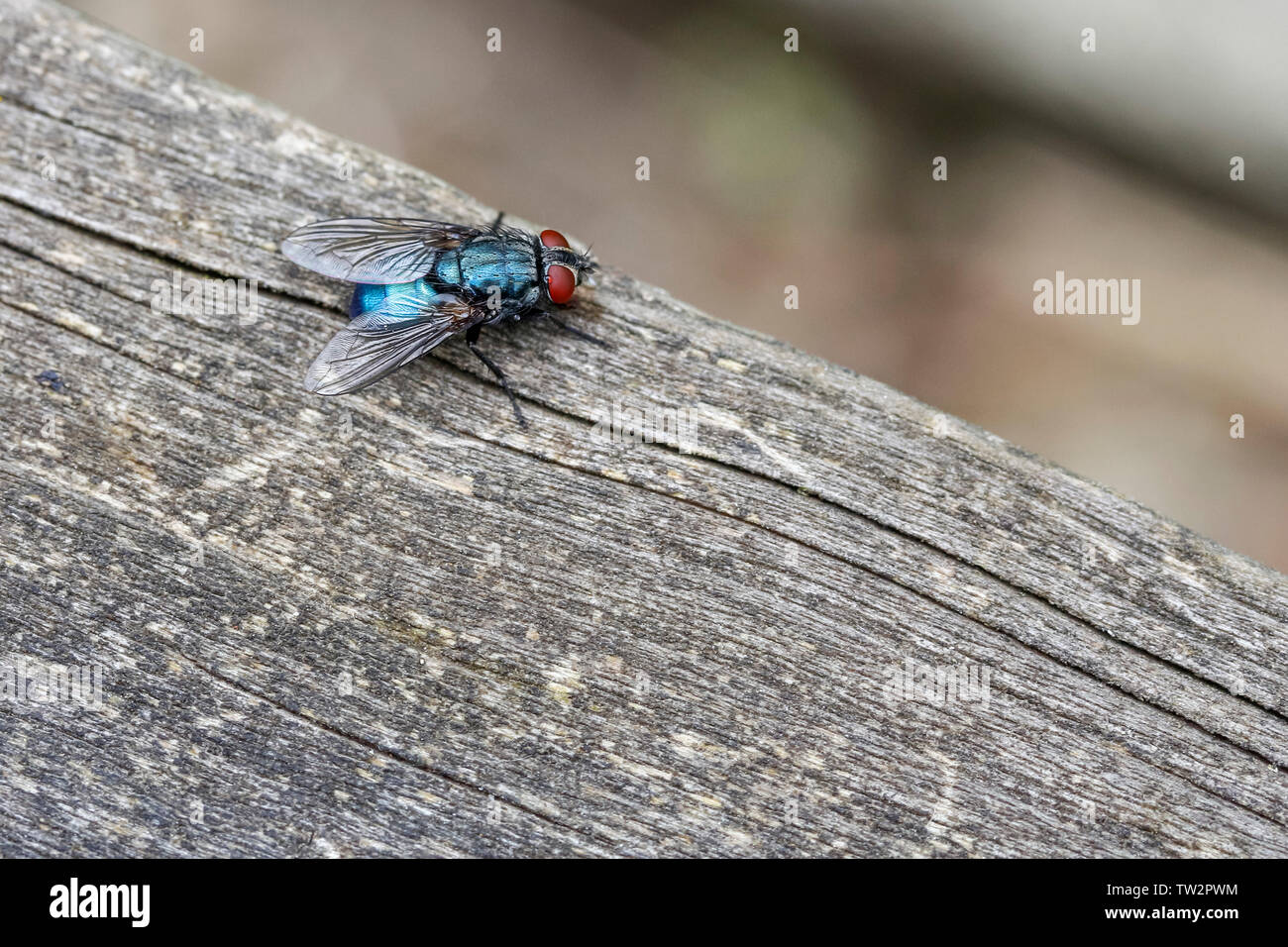 Bluebottle fly settled on wooden fencing blue shiny body large reddish eyes and jowls. Loud buzzing sound when in flight common in summertime. Stock Photo