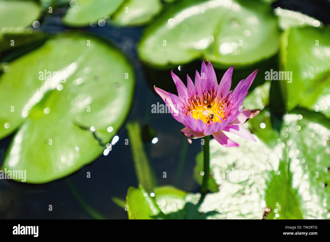 Highdefinition map of lotus flowers Stock Photo Alamy
