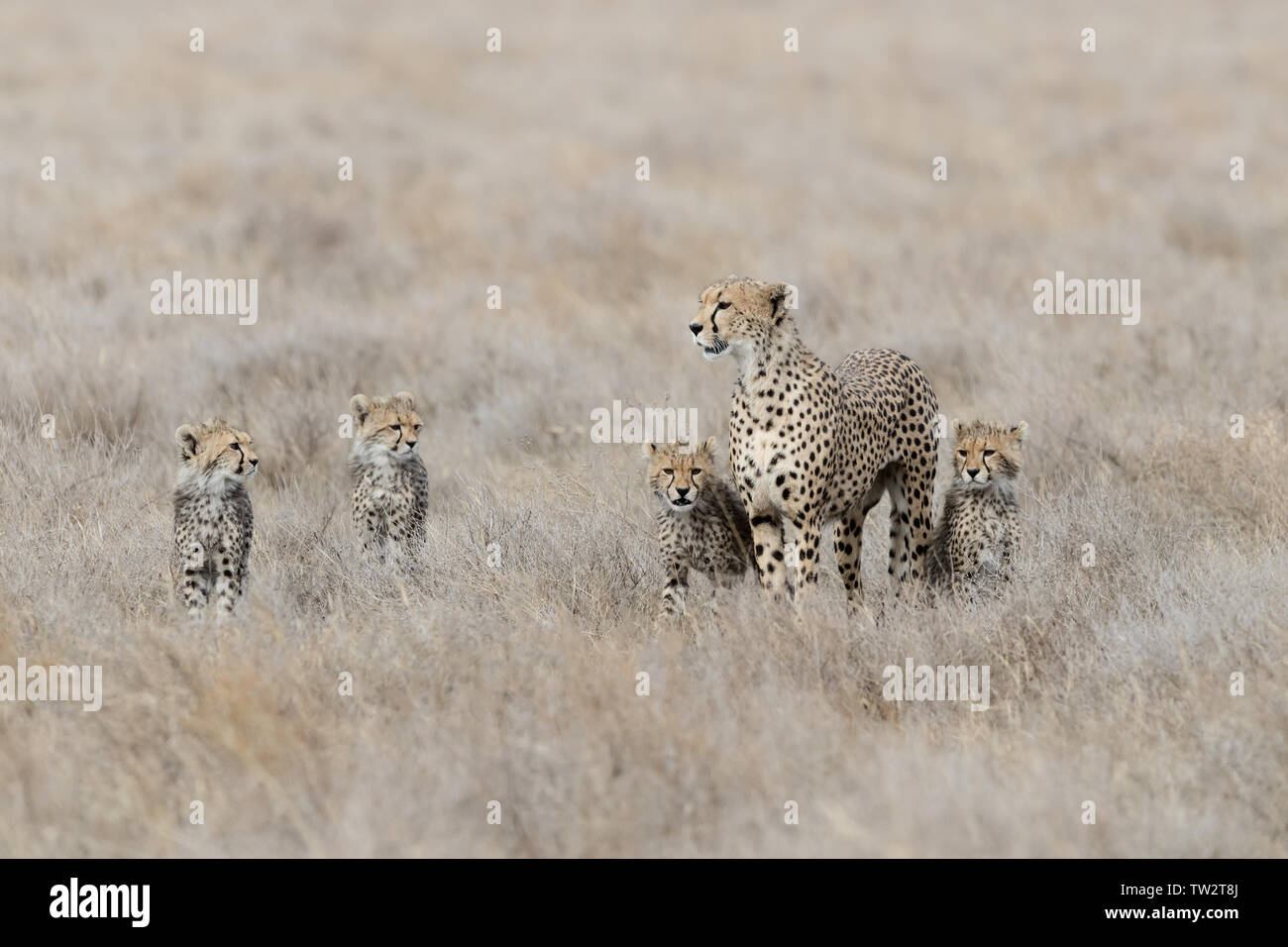 Cheetah Family (Acinonyx jubatus) portrait, mother and cubs searching for prey, Ndutu, Tanzania Stock Photo