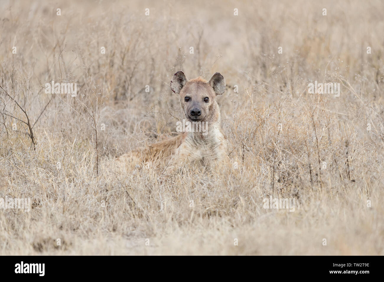 Spotted Hyena (Crocuta crocuta) in the long grass looking at the camera, Ndutu, Tanzania Stock Photo