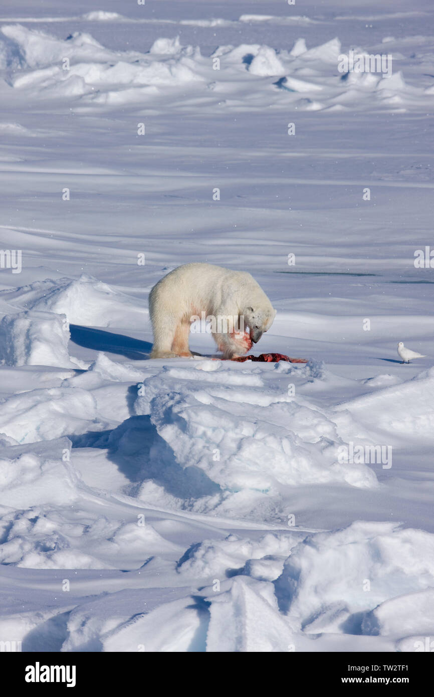 Polar bear with ringed seal it has just caught, Russian Arctic. RInged seals are the polar bear's favourite prey. Stock Photo