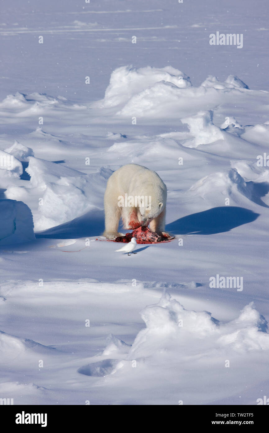 Polar bear with ringed seal it has just caught, Russian Arctic. RInged seals are the polar bear's favourite prey. Stock Photo