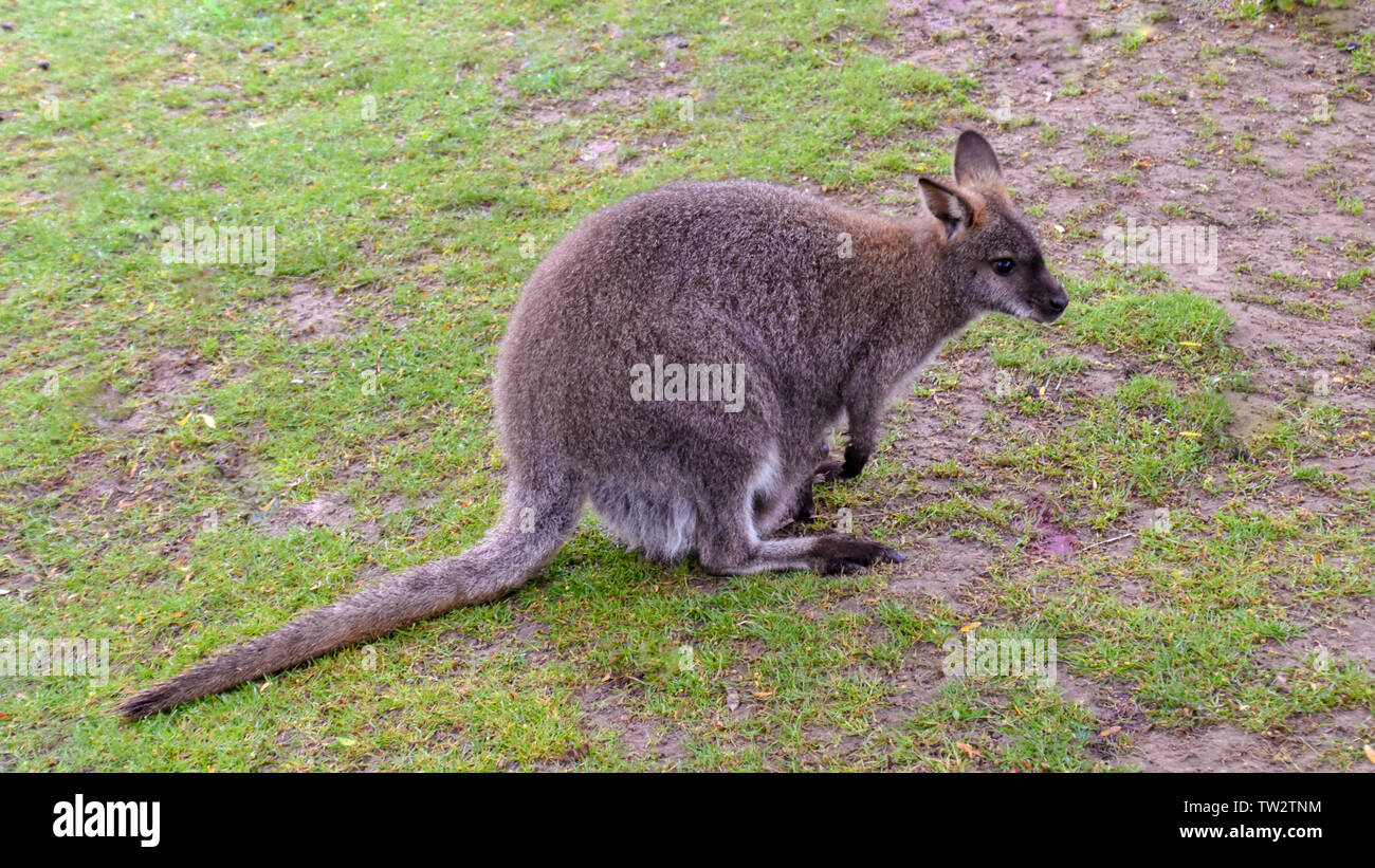 Kängurus mit Baby im Beutel Stock Photo Alamy