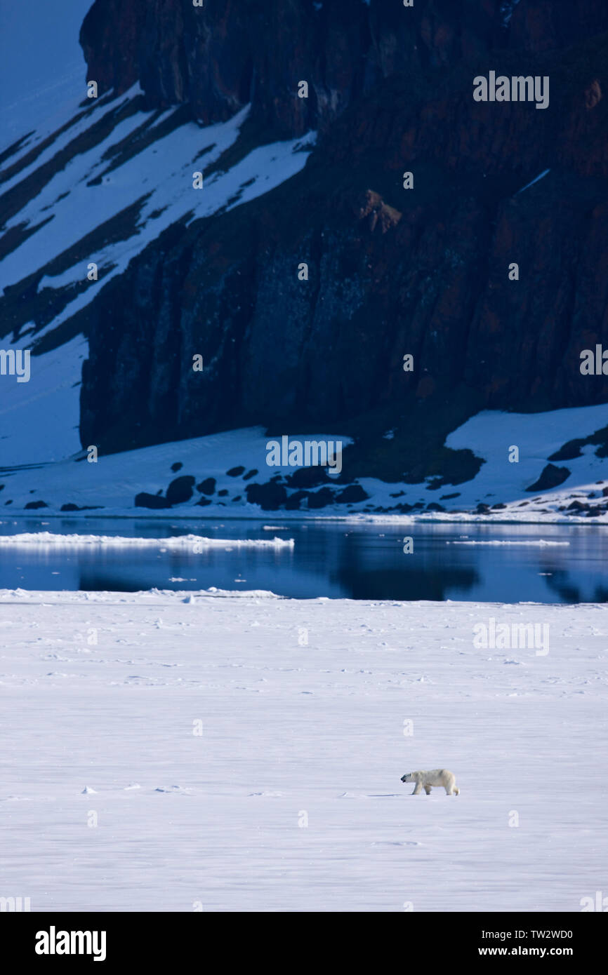 Male polar bear in Russian Arctic. Stock Photo