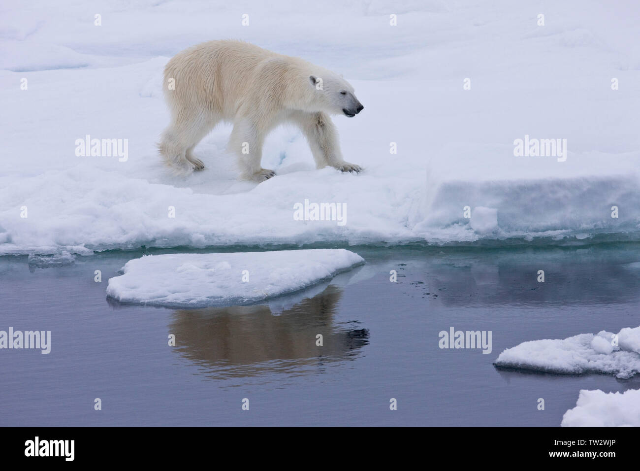 Male polar bear in Russian Arctic, walking along ice edge, reflected in water Stock Photo