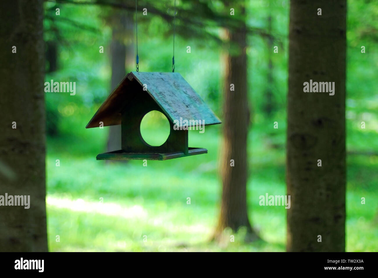 Green bird feeder hanging in shade of trees on blurred green summer forest background Stock Photo
