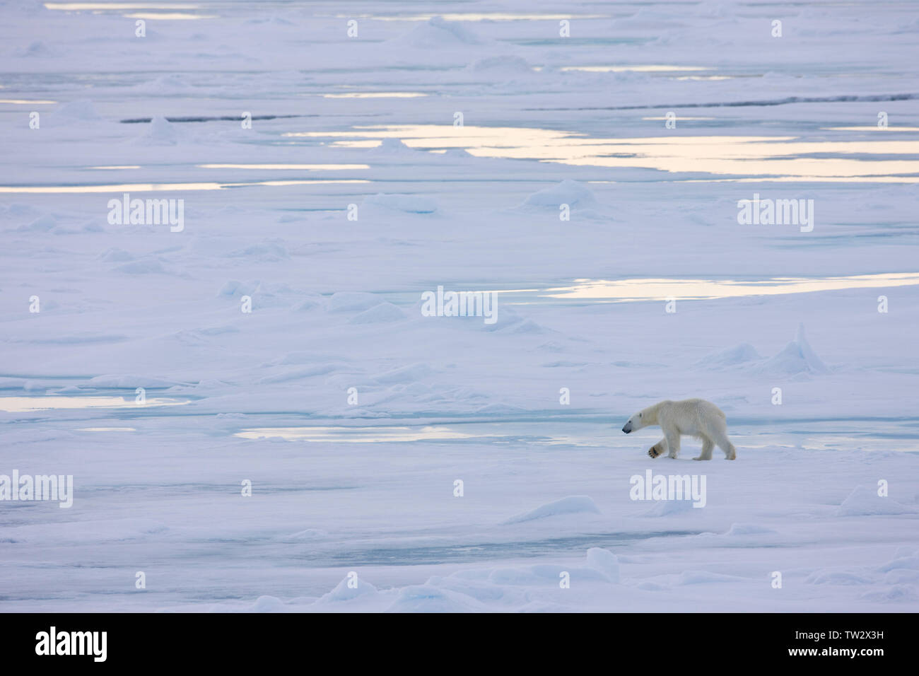 Polar Bear on sea ice, Franz Josef Land, Russian Arctic Stock Photo Alamy