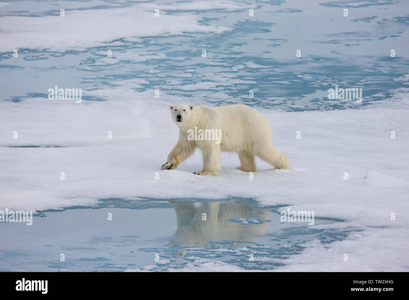 Male polar bear with scars, in Russian Arctic. Stock Photo